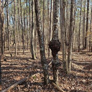 Photo #8 of 7000 John Furr, Concord, NC