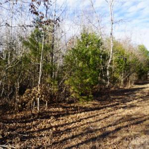 Photo #12 of 14+/-AC Canipe, York, SC