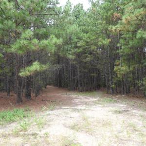 Photo #17 of 101 +/- AC Woods Ferry, Carlisle, SC