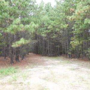 Photo #18 of 101 +/- AC Woods Ferry, Carlisle, SC