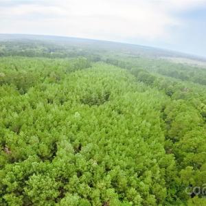 Photo #2 of 101 +/- AC Woods Ferry, Carlisle, SC