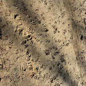 Photo #7 of 5482 Old Winnsboro, Great Falls, SC