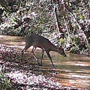 Photo #11 of Lot #7 Winnie Hole, Richburg, SC