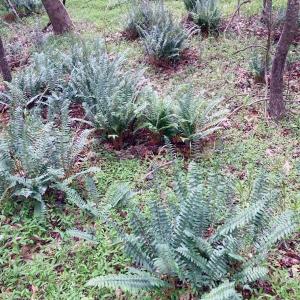 Photo #9 of Lot #7 Winnie Hole, Richburg, SC