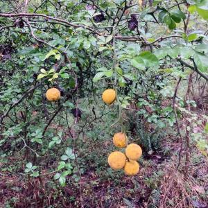 Photo #10 of Lot #7 Winnie Hole, Richburg, SC