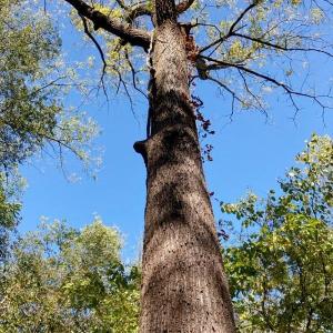 Photo #5 of Lot #7 Winnie Hole, Richburg, SC