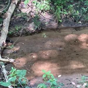 Photo #17 of Lot #7 Winnie Hole, Richburg, SC