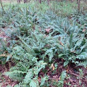 Photo #18 of Lot #7 Winnie Hole, Richburg, SC