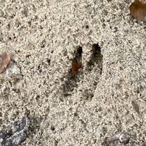 Photo #12 of Lot #7 Winnie Hole, Richburg, SC