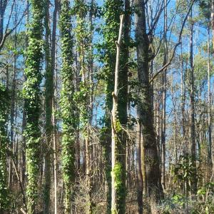 Photo #5 of 629 Powell, Rock Hill, SC