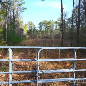 Photo #10 of Mattocks, Maysville, NC