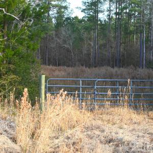 Photo #9 of Mattocks, Maysville, NC