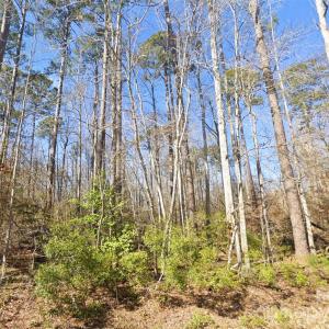 Photo #6 of Mattocks, Maysville, NC