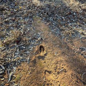 Photo #10 of 1232 Long Farm, Mount Pleasant, NC