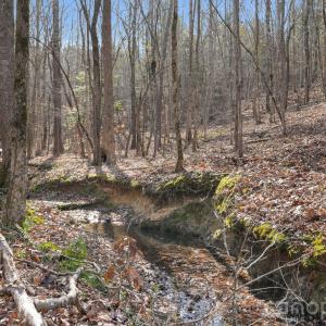 Photo #7 of Shannon, Blackstock, SC