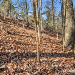 Photo #31 of Shannon, Blackstock, SC