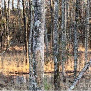 Photo #7 of 8066 Gulf Creek, Lancaster, SC