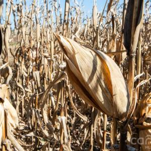 Photo #5 of TBD Upright, Mt Ulla, NC