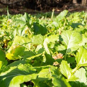 Photo #10 of TBD Upright, Mt Ulla, NC