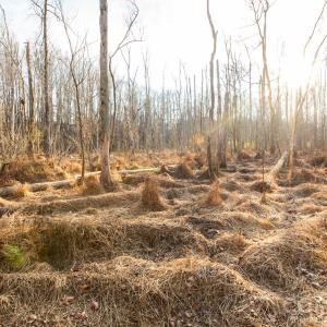 Photo #29 of TBD Upright, Mt Ulla, NC