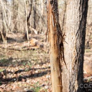 Photo #14 of TBD Upright, Mt Ulla, NC