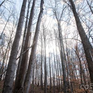 Photo #32 of TBD Upright, Mt Ulla, NC