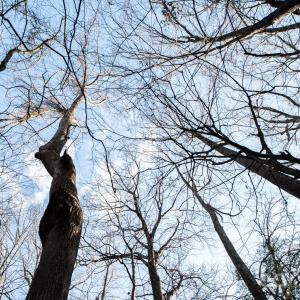Photo #13 of TBD Upright, Mt Ulla, NC