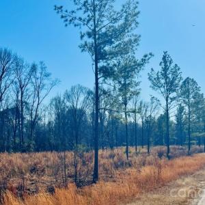 Photo #5 of Woodbine, Cheraw, SC