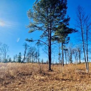 Photo #11 of Thistledown, Cheraw, SC