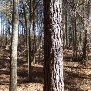 Photo #6 of 41 Ac Hwy 55, Clover, SC