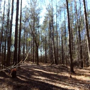 Photo #3 of 42 Ac Hwy 55, Clover, SC