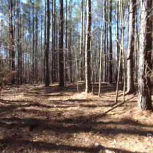 Photo #6 of 42 Ac Hwy 55, Clover, SC