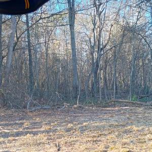 Photo #2 of Potter, Waxhaw, NC