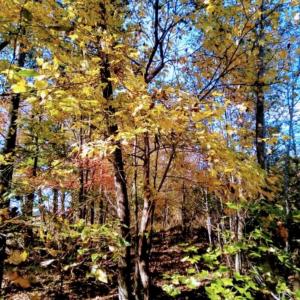 Photo #1 of Potter, Waxhaw, NC