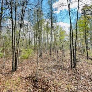 Photo #1 of Hwy 1, Cheraw, SC