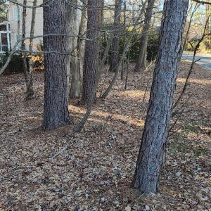 Photo #14 of 11176 Water Trace, Fort Mill, SC