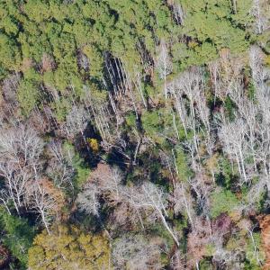 Photo #20 of TBD Old Catholic Church, Richburg, SC