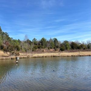 Photo #29 of 7.6 +/- Ac Pioneer, York, SC