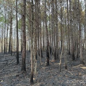 Photo #11 of 1440 Carl Taylor, Peachland, NC