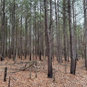 Photo #14 of 1440 Carl Taylor, Peachland, NC