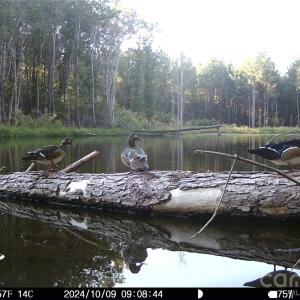 Photo #20 of 1440 Carl Taylor, Peachland, NC