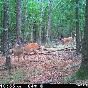 Photo #21 of 1440 Carl Taylor, Peachland, NC