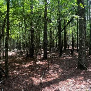 Photo #3 of Sandlapper, York, SC