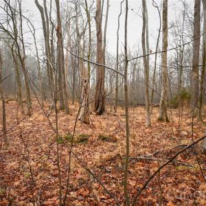 Photo #9 of TBD Dirgie Mine, Roxboro, NC