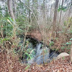 Photo #21 of 505 Shag, Chesterfield, SC