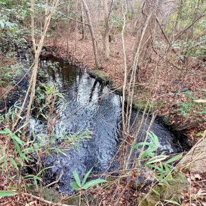 Photo #22 of 505 Shag, Chesterfield, SC