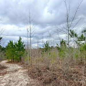 Photo #23 of 505 Shag, Chesterfield, SC