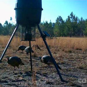 Photo #28 of 505 Shag, Chesterfield, SC