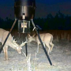 Photo #30 of 505 Shag, Chesterfield, SC