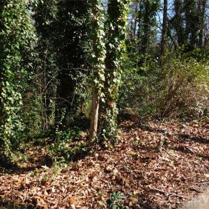 Photo #4 of Todd, Concord, NC